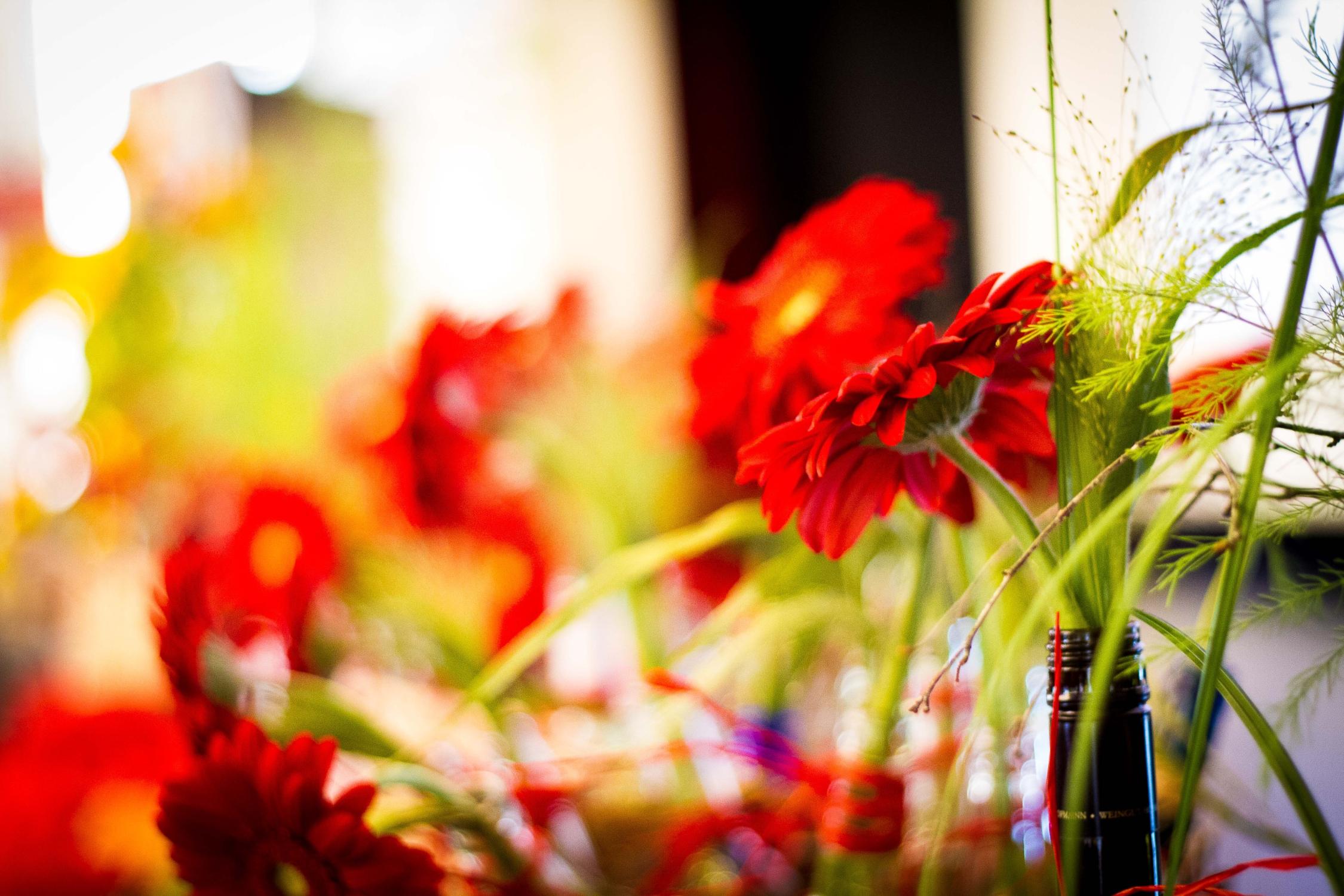 Rote Gerbera