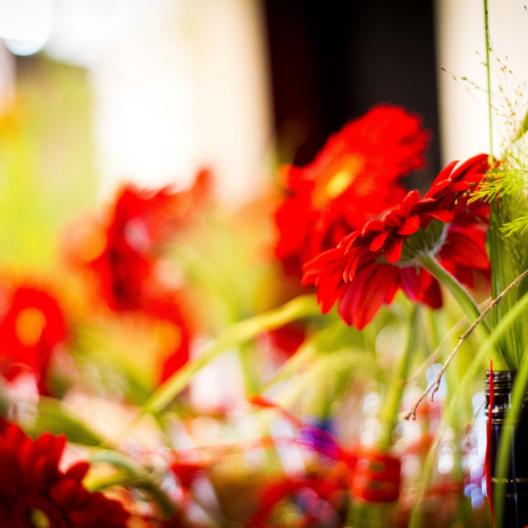 Rote Gerbera