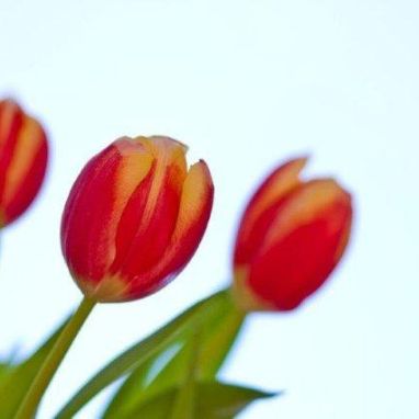 Zeitgeschenk - Blumen