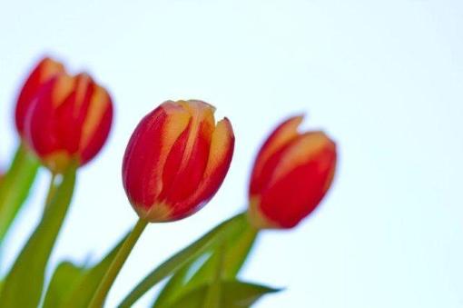 Zeitgeschenk - Blumen