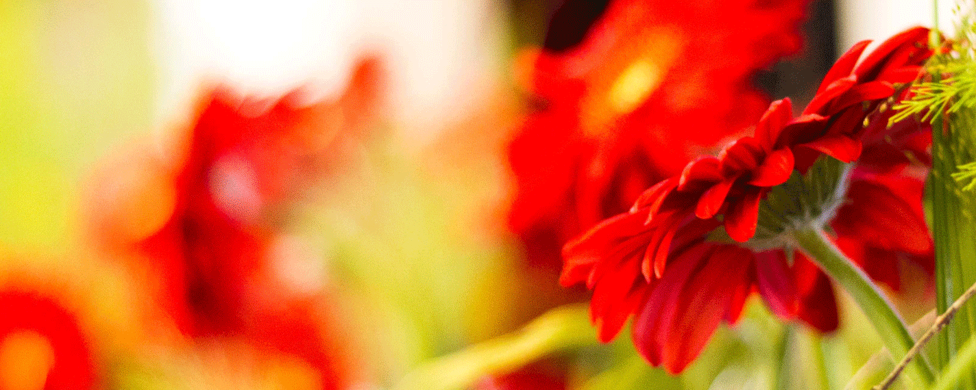 fwz_slider_rote-gerbera_zuschnitt