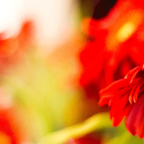 fwz_slider_rote-gerbera_zuschnitt