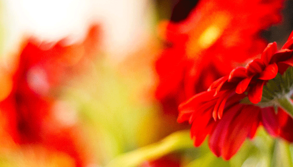 fwz_slider_rote-gerbera_zuschnitt