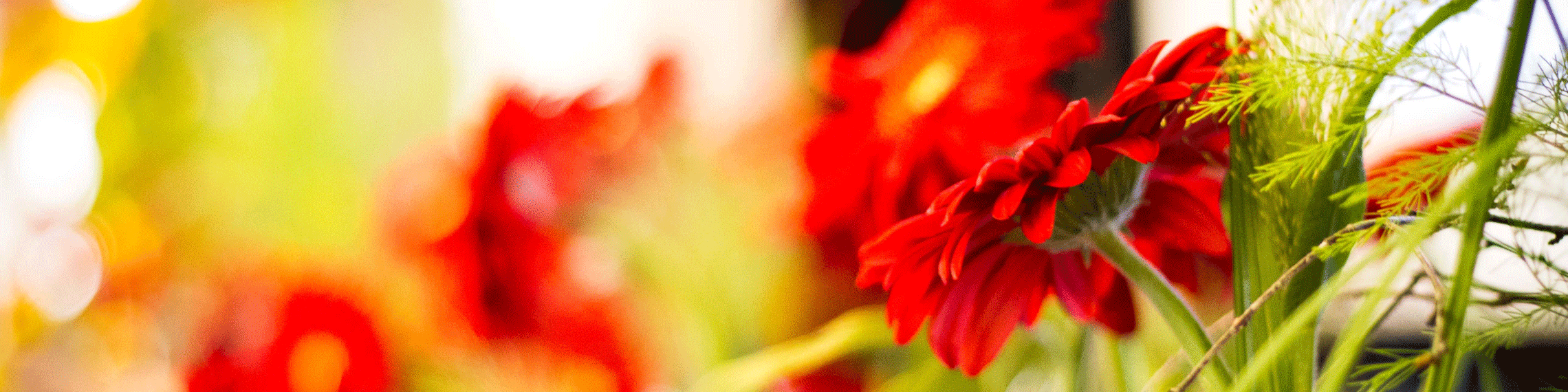 fwz_slider_rote-gerbera_zuschnitt