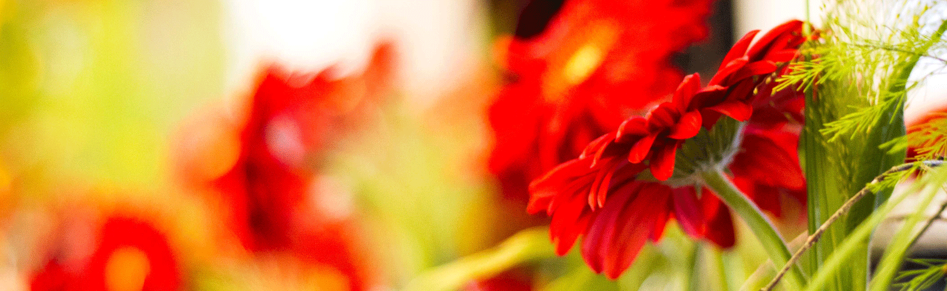 fwz_slider_rote-gerbera_zuschnitt